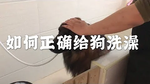 【養狗小白入門指南】為什麼你的狗狗總是皮膚病，給狗子洗澡 你洗對了嗎？（上集） - 天天要聞