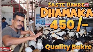 Dhamaka Offer Start hogaya hai Saste Bakre at STAR GOATS FARM Asif STD