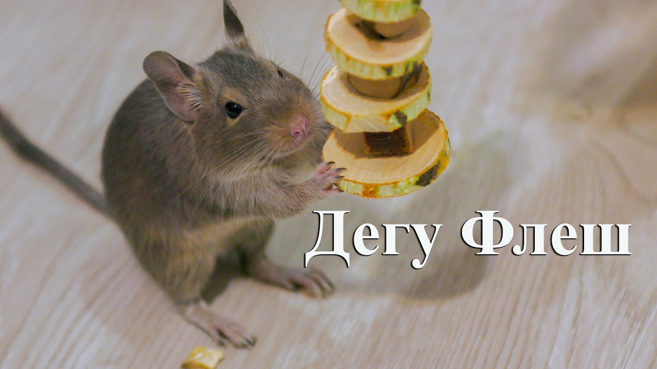 Дегу Флеш.