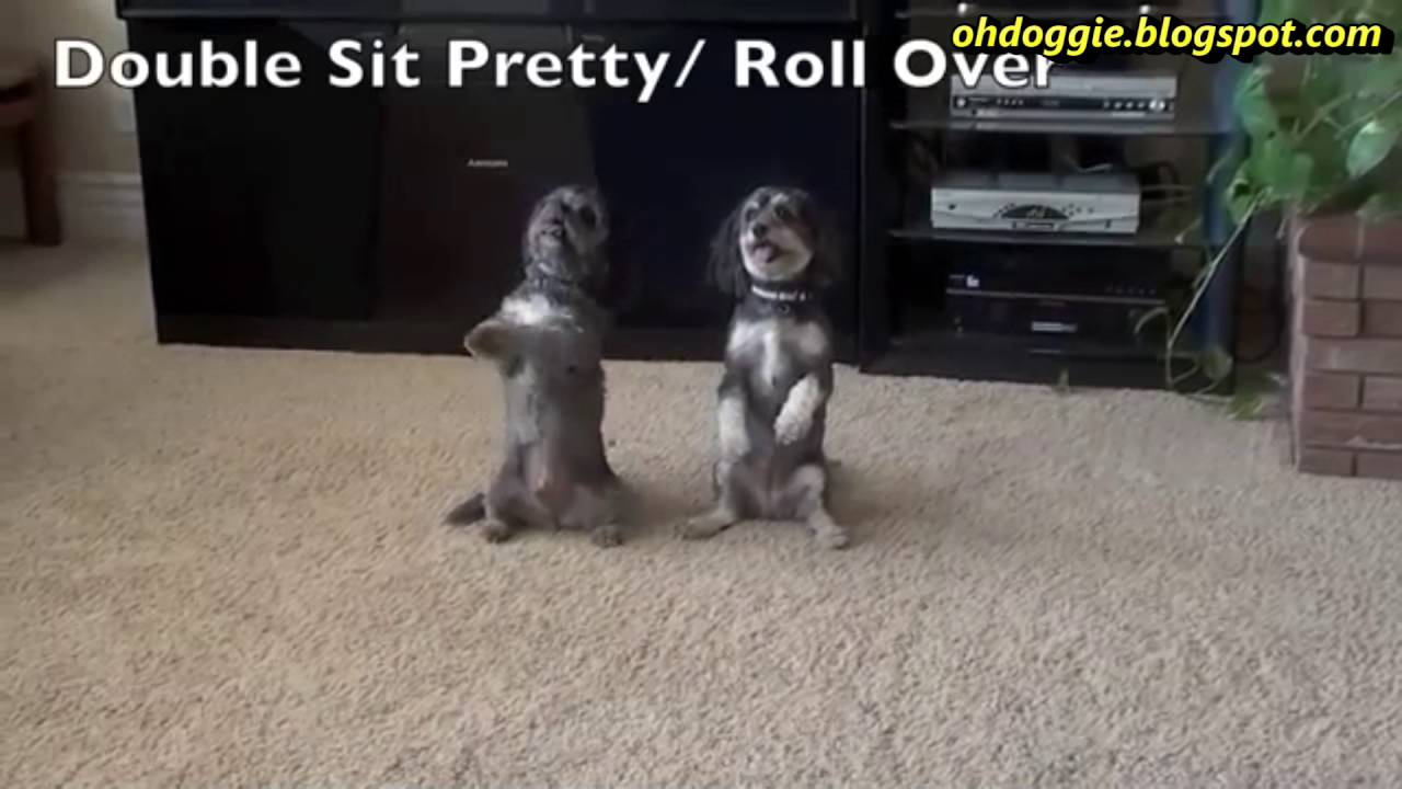 Dog Training Tips and Tricks Useful Tricks for Dogs YouTube