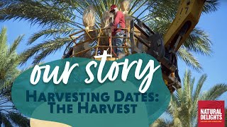 Harvesting Medjool Dates: The Harvest