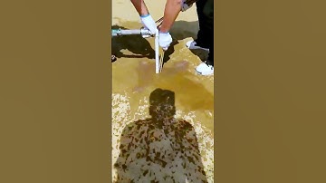 The process of planting trees in the desert = good methods can increase efficiency