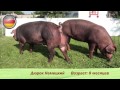 Описание породы свиней Дюрок