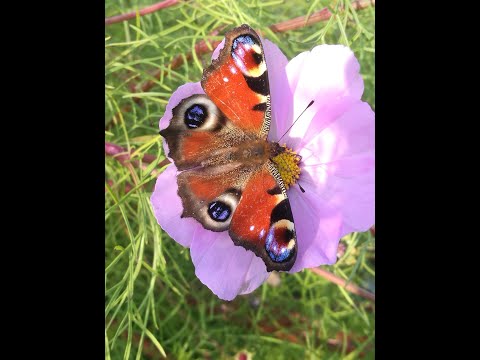How to attract butterflies to your garden
