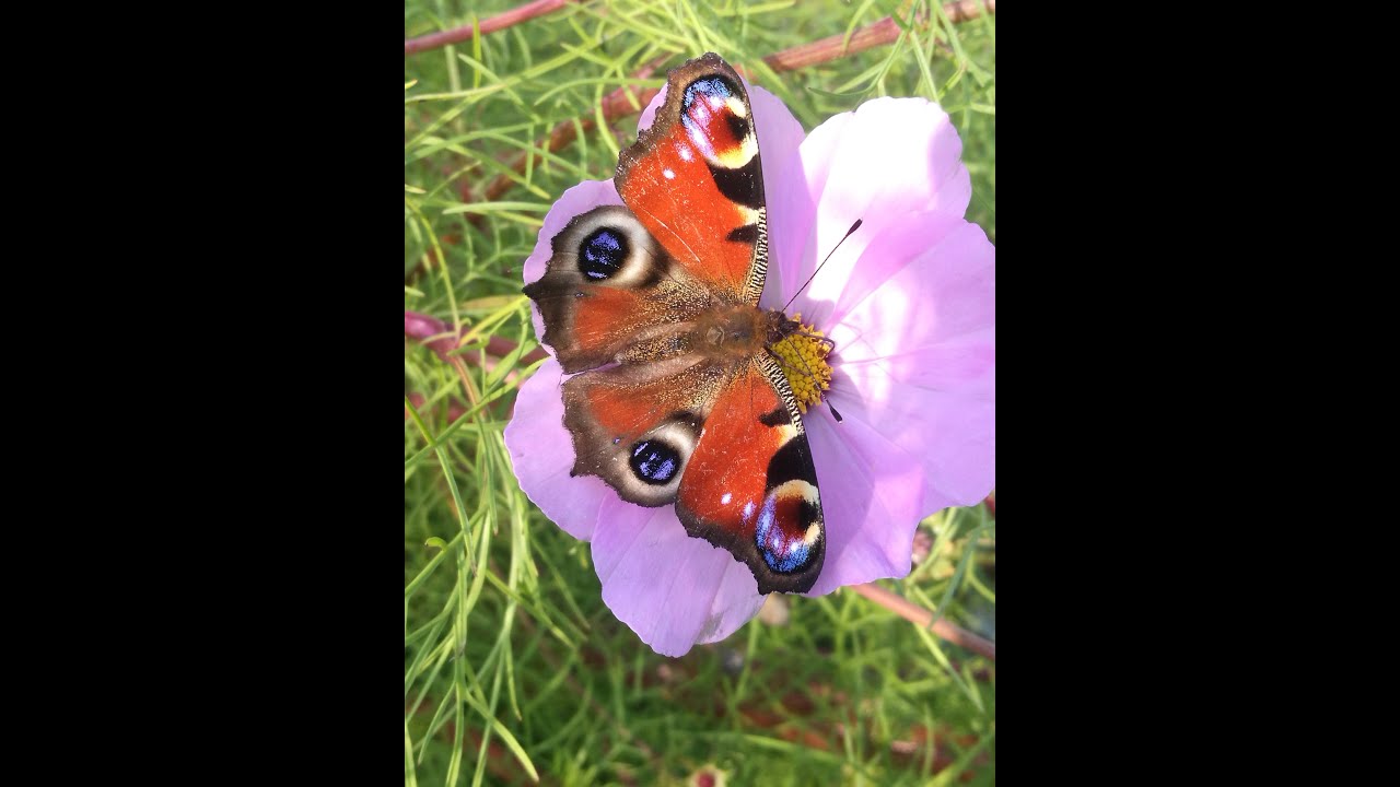 How to attract butterflies to your garden - YouTube