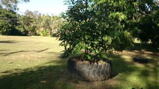 Avocados are notoriously hard to grow particularly in heavy soil
(clay). this video shows a great example of how plant an avocado tree
clay and k...