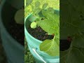 Are these ladybugs #garden