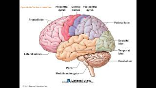 Chapter 14 Brain & Cranial Nerves