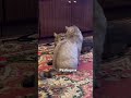 #cat #кошки #плюша #булка