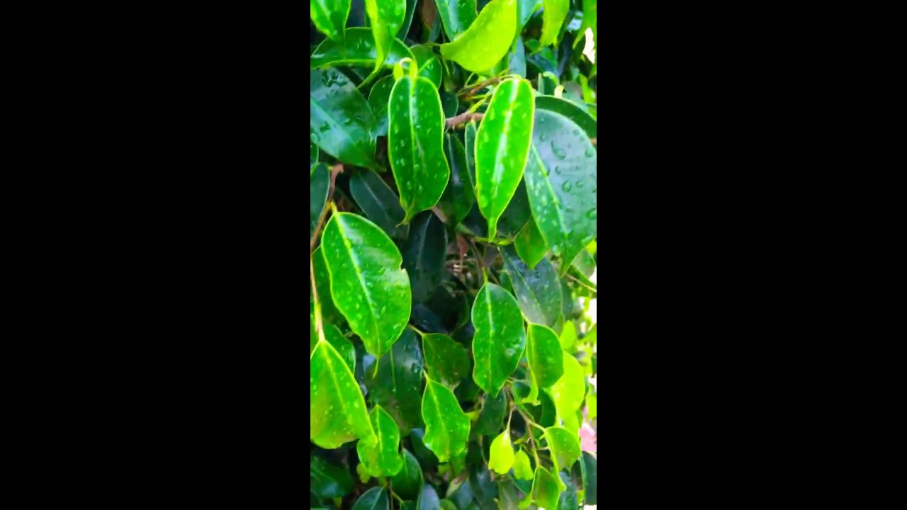 IPhone Se 4K Video Test YouTube