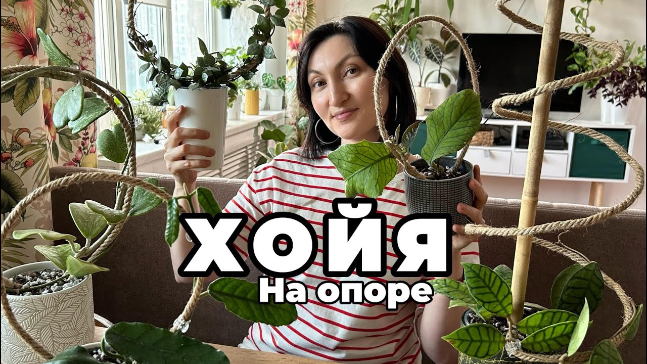 ХОЙЯ на Опоре, Быстро и Красиво!!! Лайфхак с Опорой Своими Руками