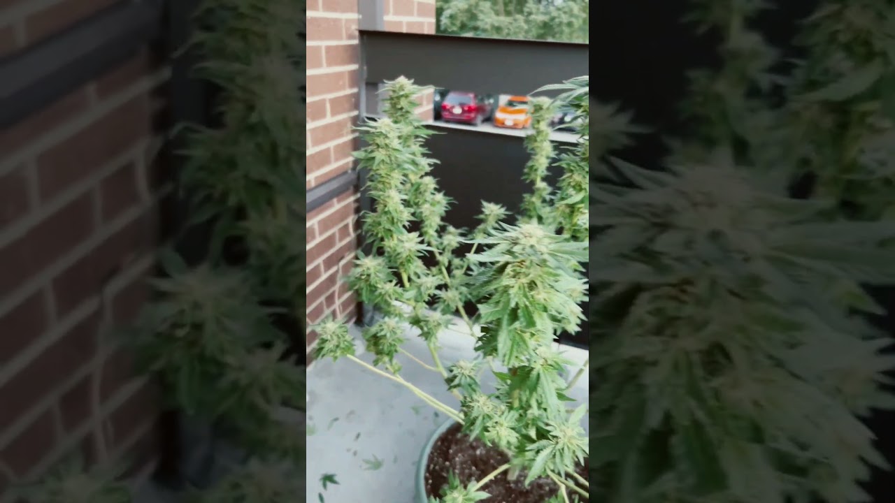 Platinum girl Scout cookies almost ready