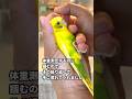 インコ達が手に慣れてもらうためのルーティン #インコ #bird #セキセイインコ #birds #budgies #習慣#ルーティン