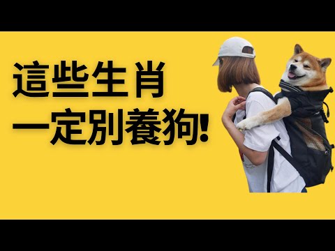 快看看你適合養狗嗎？養狗有講究，有的生肖適合養狗，有的不適合！一定要搞清楚，這直接影響自己的运势，千萬要註意！開運方法、轉運辦法、开运方式、转运办法，屬相，属相