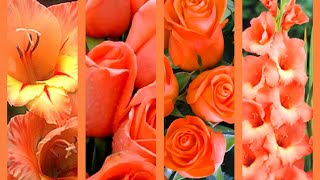 Peach Color Cute Wallpapers | Beautiful Flowers Images @Nature Beautiful Wallpapers screenshot 5