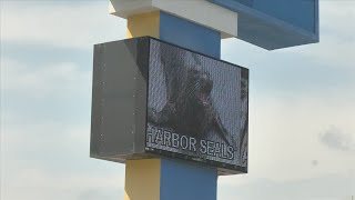 Animals potentially removed from Gulf World Marine Park