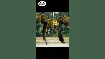 CÚ NHẢY VÀNG: Cá Lóc Khổng Lồ Phóng Lên Đớp SẦU RIÊNG CHÍN