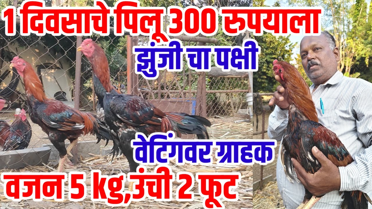 1 दिवसाचा पक्षी 300 रुपयाला,रामपुरी aseel कोंबडी,वजन 5kg उंची 2फूट,वेटिंगवार ग्राहक,fancy_kombadi