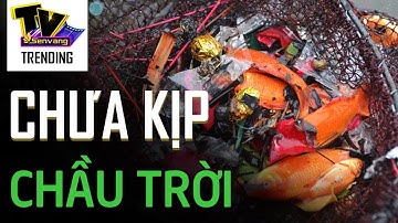 Cá chép chưa kịp chầu trời đã bị chích điện khi vừa thả xuống