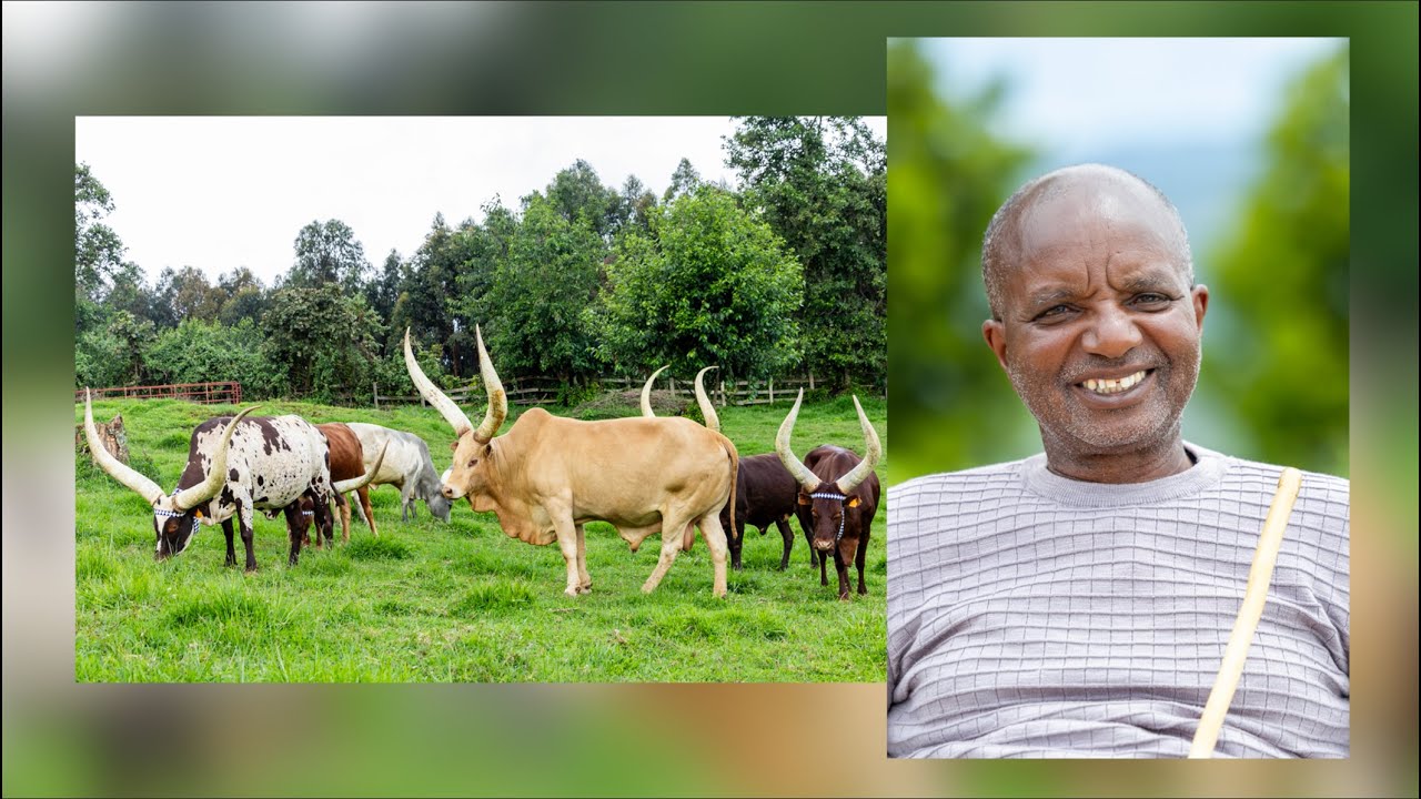 The story of Rutinywa Rugeyo, a lifetime guardian of Rwanda’s Inyambo legacy