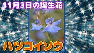 11月3日の誕生花 ハツコイソウ どんな花 あなたに送る花言葉は Youtube 11月3日の誕生花 ハツコイソウ どんな花 あなたに送る花言葉は Youtube