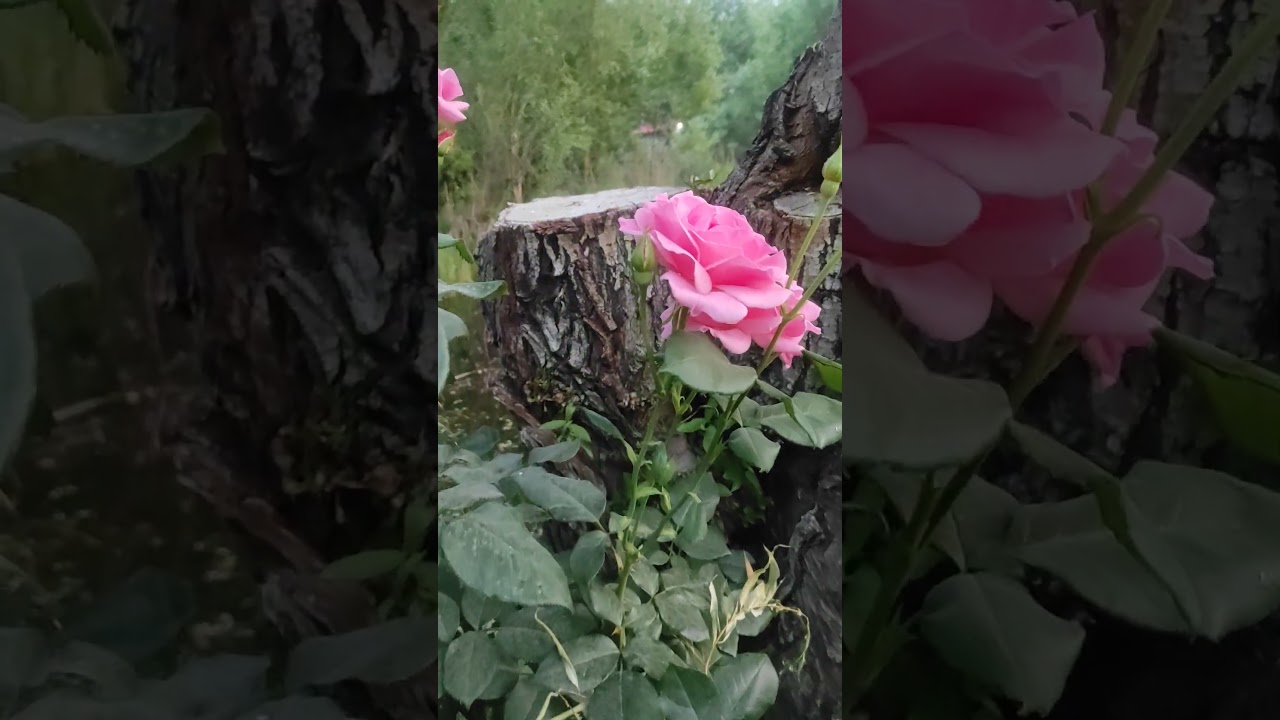 The beautiful nature of Shiraz