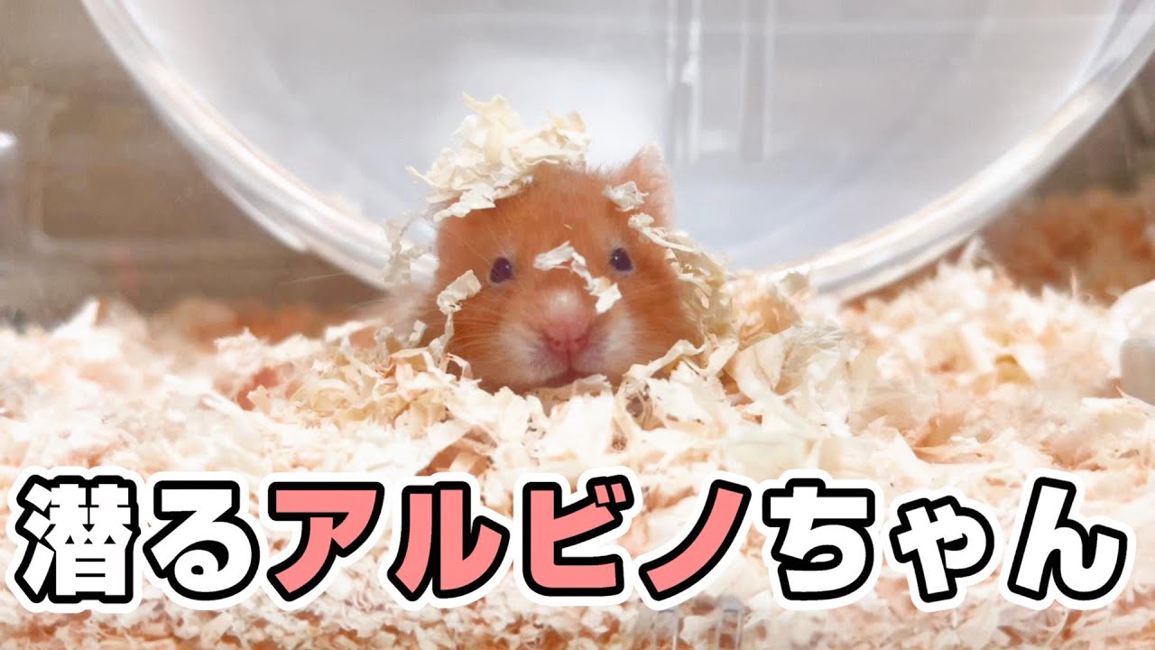 床材にもぐるアルビノハムスター🐹まぶしいのかな？ JAPAN HAMSTER