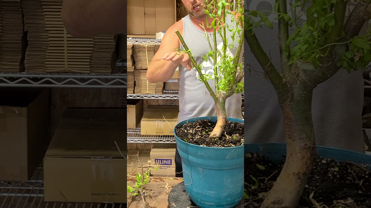 Dragon Willow Bonsai Update 3 October 2020. Big Chop. CZ Grain YouTube