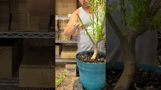 Dragon Willow Bonsai Update #3 October 2020. Big Chop. John Curran CZ Grain Bonsai
