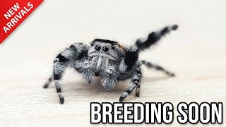 New Spiders Arrived: A Phidippus adumbratus Breeding Pair 🥹
