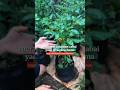 How to Fix SEVERE Curly Leaves on Chili Plants! 🌶️ #gardening #shorts