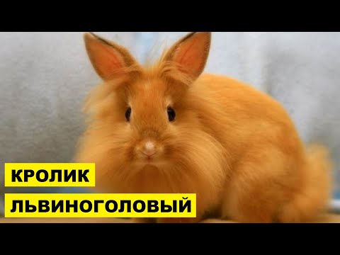 Видео: Профиль породы кролик: Львиные головы