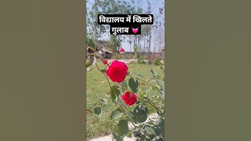 #viralvideo #viralshort #govschool #nipun_bharat_mission #balvatika