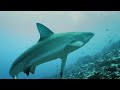 The Bizarre Creatures Of A Hidden Ocean Empire | Wildest Places: S1E1 | 4K