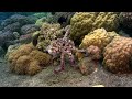The Bizarre Creatures Of A Hidden Ocean Empire | Wildest Places: S1E1 | 4K
