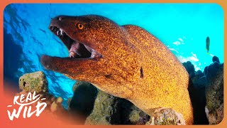 THE BIZARRE CREATURES OF A HIDDEN OCEAN EMPIRE