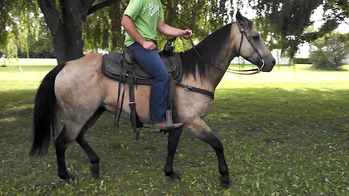 Slyde AQHA 4