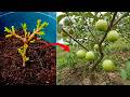 Guava Cuttings EXPLODE with Growth Using This Simple Technique!