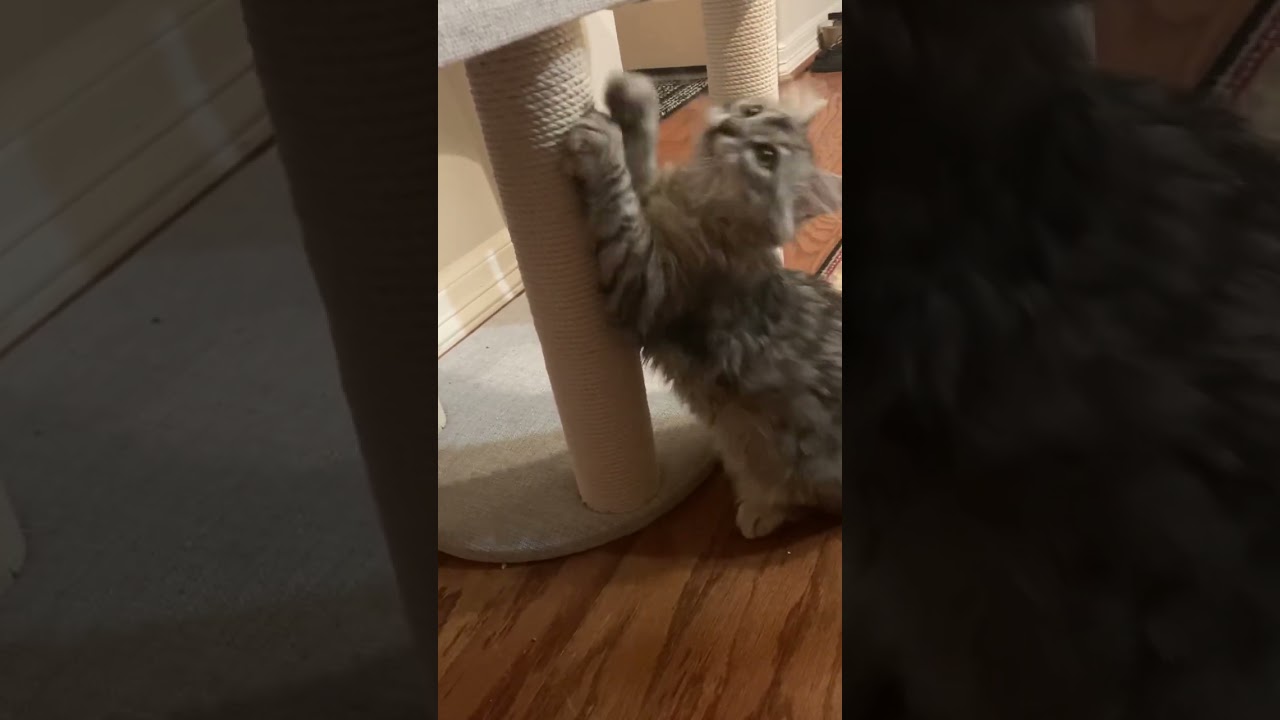 Kiki-Girl — Kiki-ing!