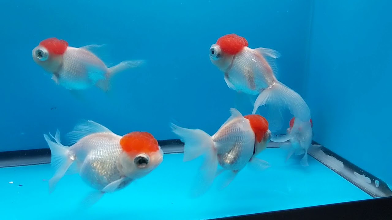 Telescope Eye Red Cap Oranda 5 Inch (ID106P19) 1115 YouTube