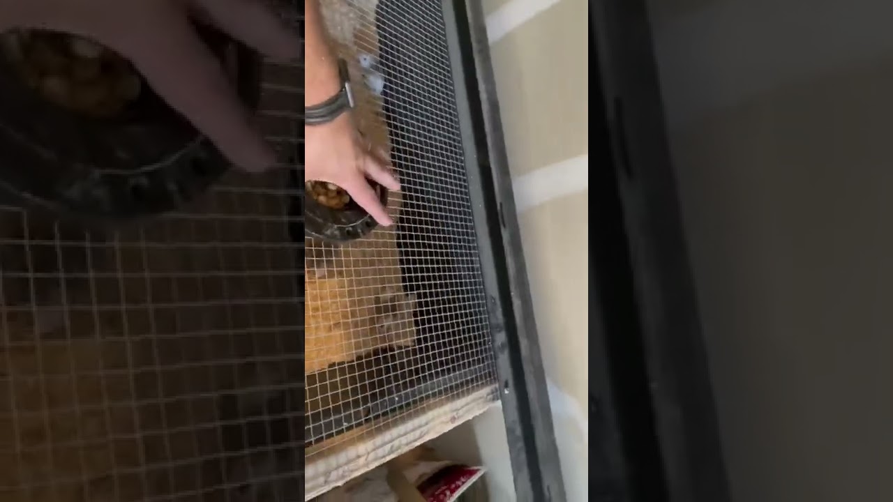 ASF Rat Grow out Tub