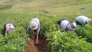 Producción de papa en Wamanmarka Chumbivilcas.