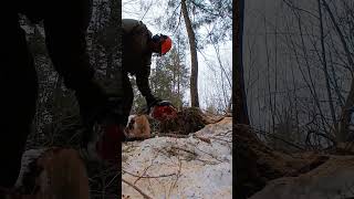 Winter logging February 2026 🤙💪 wind helps #shorts #lumberjack #tree #logging #chainsaw #woods #logs