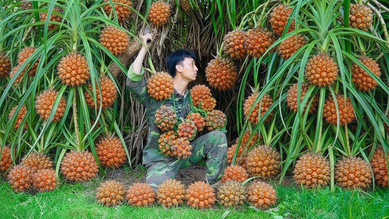 Harvesting 1000+Kg Giant Wild Red Pineapple Goes To Market Sell | Grow ...