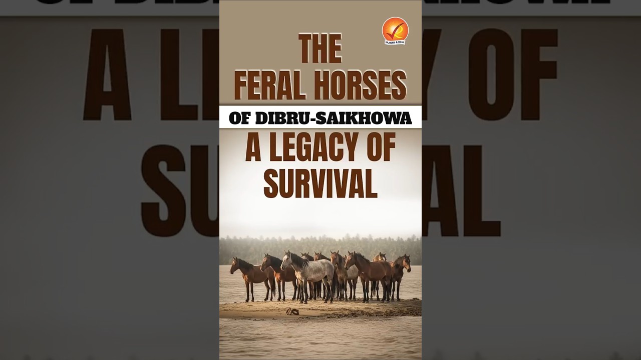 Born from War, Raised by Nature- The Untold Story of India’s Feral Horses