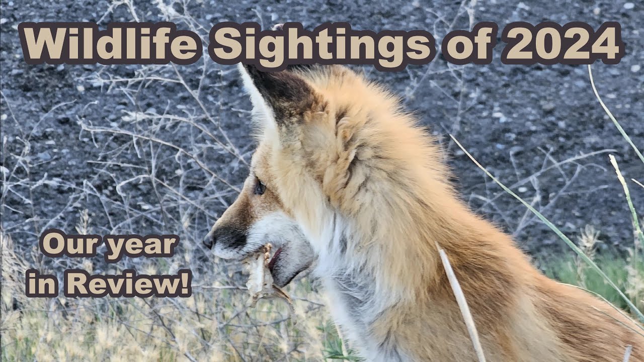 Wildlife Sightings of our 2024 Adventures #wildlife #animals #baldeagles #whales #birds