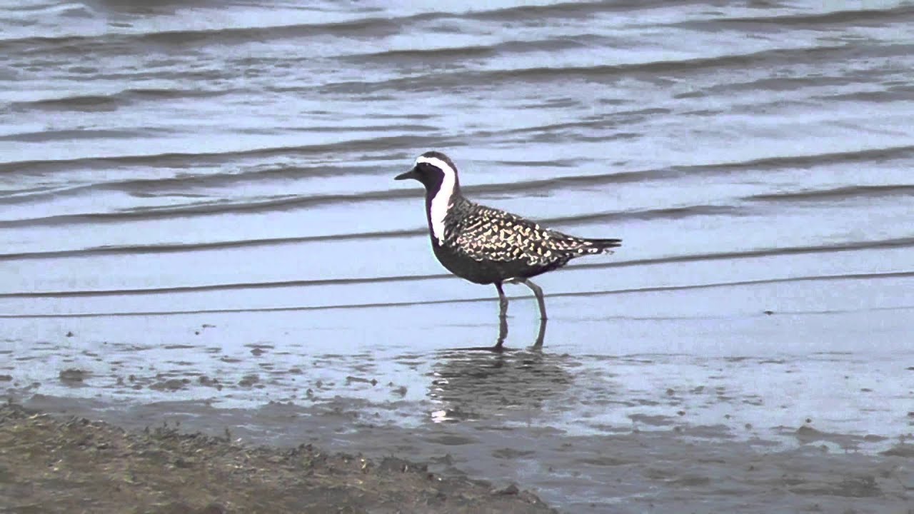 Amerikaanse goudplevier | American Golden Plover 