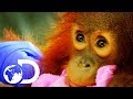 Peanut: The Adorable 15 Month Old Orangutan Baby | Meet The Orangutans