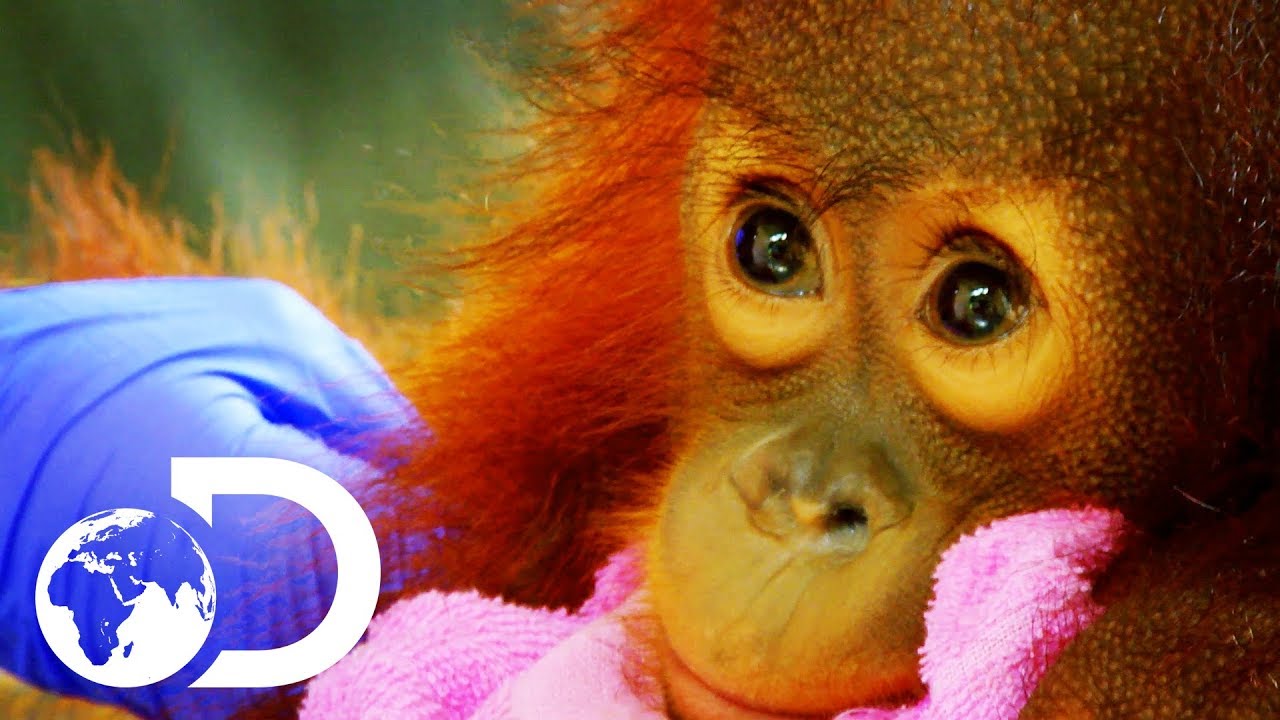 Peanut: The Adorable 15 Month Old Orangutan Baby | Meet The Orangutans