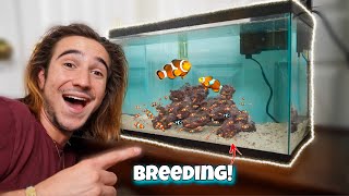 BREEDING My CLOWNFISH!!!